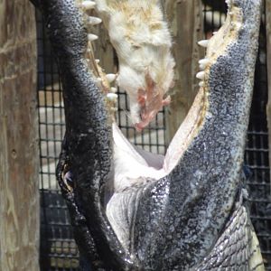 American alligator [2017]