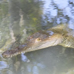 Orinoco crocodile [2017]
