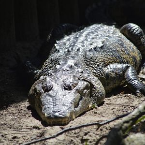 Morelet's crocodile [2017]