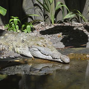 Orinoco crocodile [2017]