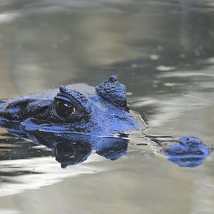Spectacled caiman [2017]