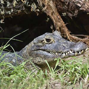 Yacare caiman [2017]