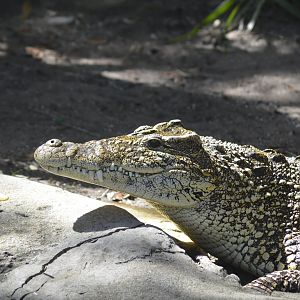Cuban crocodile [2017]