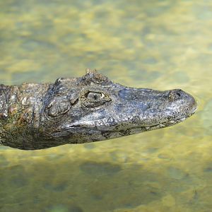 Broad-snouted caiman [2017]