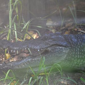 West African crocodile [2017]