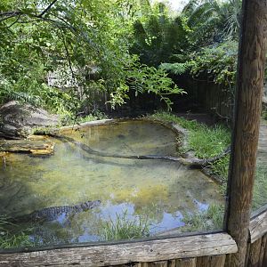 Broad-snouted caiman exhibit [2017]