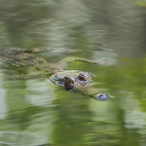 Slender-snouted crocodile [2017]