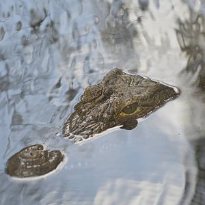 Nile crocodile [2017]