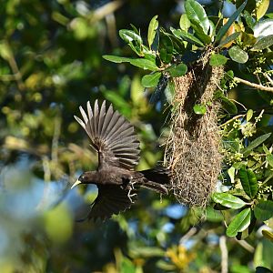 Red-rumped Cacique (Cacicus haemorrhous)