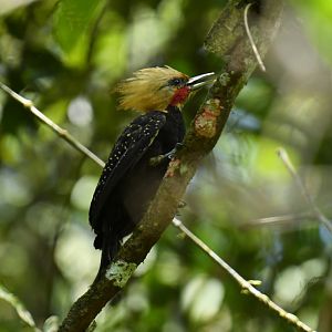 Blond-crested Woodpecker (Celeus flavescens)