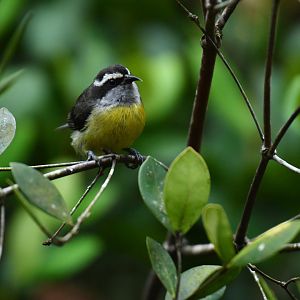 Bananaquit (Coereba flaveola)