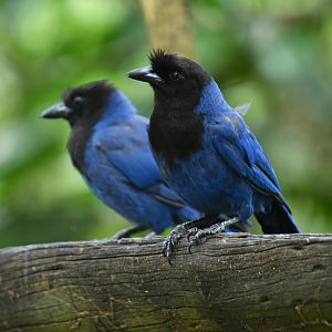 Azure Jay (Cyanocorax caeruleus)