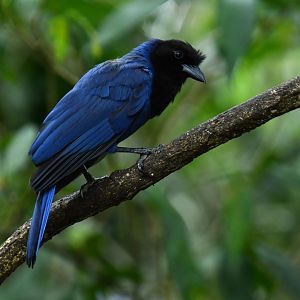 Azure Jay (Cyanocorax caeruleus)