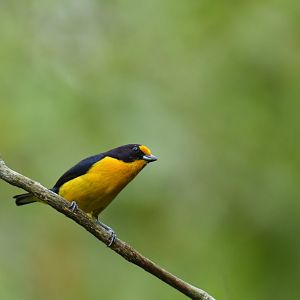 Purple-throated euphonia (Euphonia chlorotica)