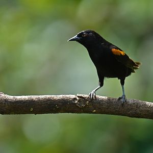 Variable oriole (Icterus pyrrhopterus)