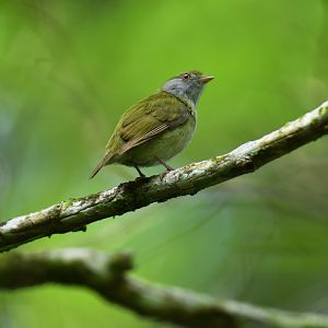 Pin-tailed Manakin (Ilicura militaris)