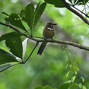 Crescent-chested puffbird (Malacoptila striata)