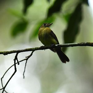 Bearded Flycatcher (Myiobius barbatus)