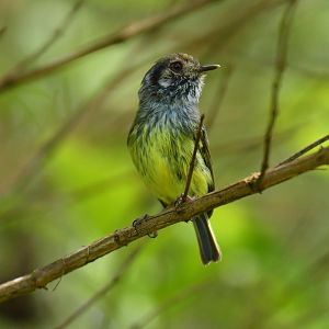 Eared pygmy tyrant (Myiornis auricularis)