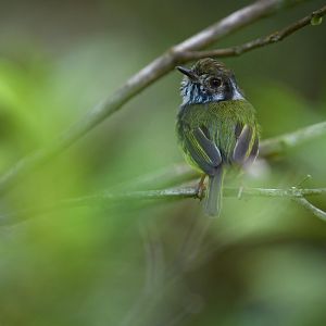 Eared pygmy tyrant (Myiornis auricularis)