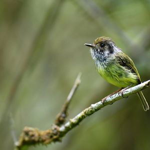 Eared pygmy tyrant (Myiornis auricularis)