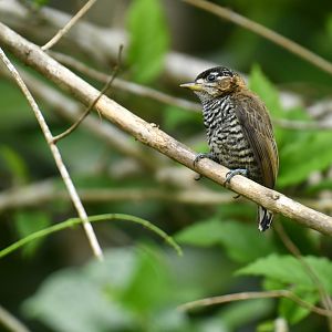 Ochre-collared piculet (Picumnus temminckii)