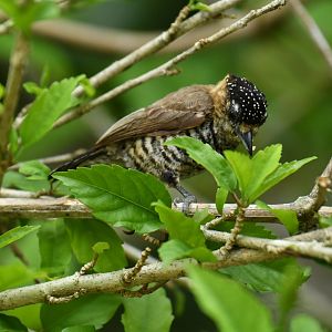 Ochre-collared piculet (Picumnus temminckii)