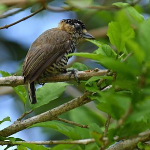 Ochre-collared piculet (Picumnus temminckii)