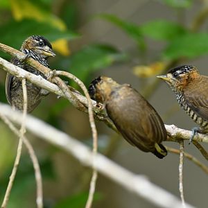 Ochre-collared piculet (Picumnus temminckii)