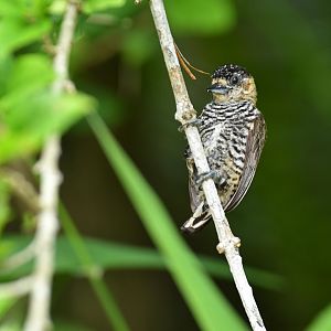 Ochre-collared piculet (Picumnus temminckii)