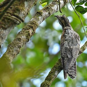 Common Potoo (Nyctibius griseus)