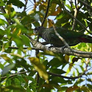 Scaly-headed Parrot (Pionus maximiliani)