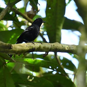 White-shouldered Fire-eye (Pyriglena leucoptera)
