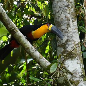 Channel-billed Toucan (Ramphastos vitellinus)