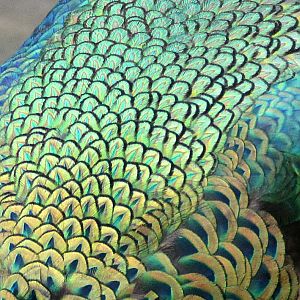 Green peacock feathers.
