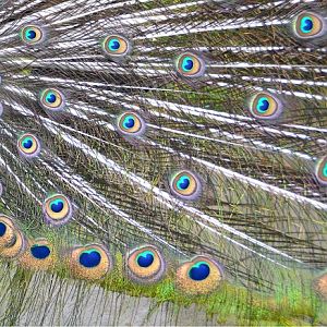 Green peacock train feathers.