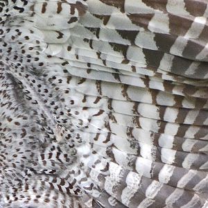 Owl underwing feathers.