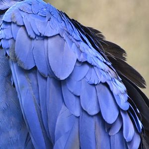 Hyacinth macaw feathers.