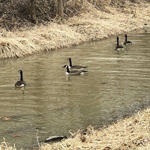 Canada Geese