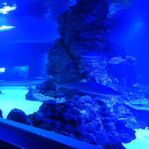 Coral Sea Oceanarium seen from tunnel