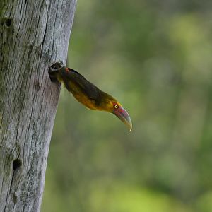 Saffron Toucanet (Pteroglossus bailloni)