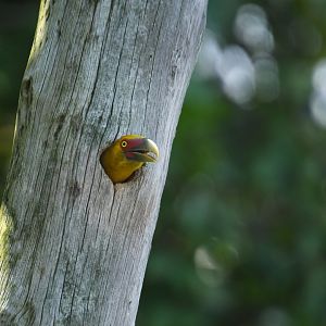 Saffron Toucanet (Pteroglossus bailloni)