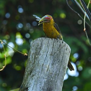 Saffron Toucanet (Pteroglossus bailloni)