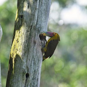 Saffron Toucanet (Pteroglossus bailloni)