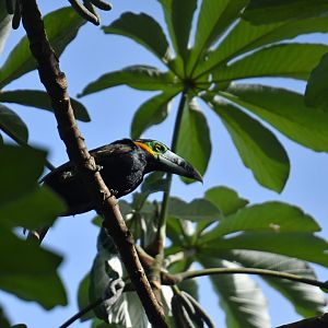 Spot-billed Toucanet (Selenidera maculirostris)