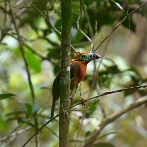 Spot-billed Toucanet (Selenidera maculirostris)