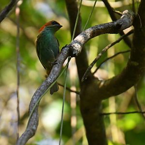 Black-backed Tanager (Tangara peruviana)