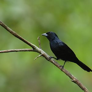 Ruby-crowned Tanager (Tachyphonus coronatus)