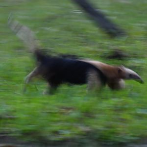 Southern tamandua (Tamandua tetradactyla)