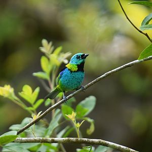 Green-headed Tanager (Tangara seledon)
